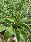 funkia-hosta-miniaturka-mix-do-ogrodu-kolor-kwiatow-fioletowe