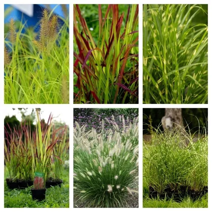 funkia-hosta-miniaturka-mix-do-ogrodu