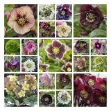 funkia-hosta-miniaturka-mix-do-ogrodu-nazwa-lacinska-hosta
