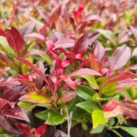 kiscien-red-lips-20-40cm-wyjatkowy-krzew