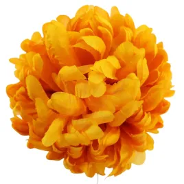 chryzantema-wyr-yellow-6-szt