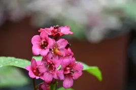bergenia-vintage-pink-bergenia-x-hybrida