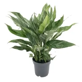 skrzydlokwiat-variegata-diamont-nowosc-ok-60-cm