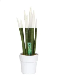 sansevieria-sansewieria-velvet-touchz-biala-ozdobna-doniczka-43-cm