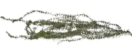 roslina-dekoracyjna-bluszcz-zwisajacy-girlanda-100-cm