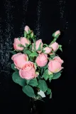 galazka-rozy-70-cm-wysokosc-maksymalna-70-cm