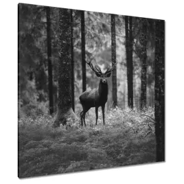 obrazy-90x90-jelen-w-lesie-bandw