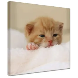 obrazy-20x20-mily-kotek