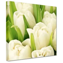 obrazy-20x20-delikatne-tulipany
