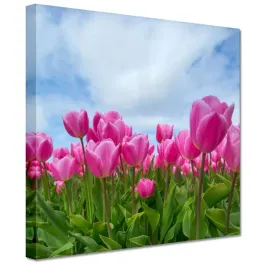 obrazy-20x20-tulipany-kwiaty-kwiatki