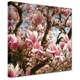obrazy-20x20-magnolie-kwiaty-blekit