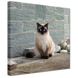obrazy-20x20-kot-kotek-kotki-kicia