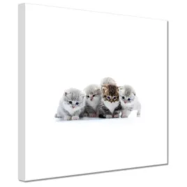 obrazy-20x20-kot-kotek-koty-kicia