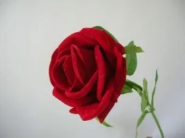 czerwona-welwetowa-roza-czerwone-roze
