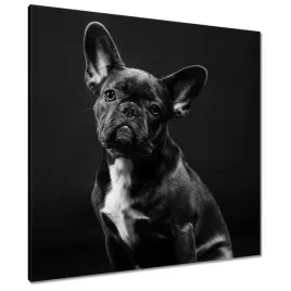 obrazy-90x90-czarny-francuski-buldog
