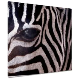 obrazy-90x90-makro-fotografia-zebra