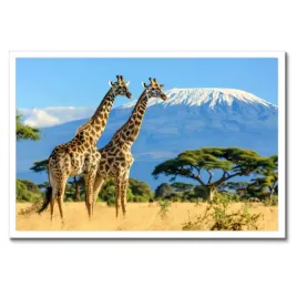 plakaty-w-ramie-60x40-zyrafy-na-safari