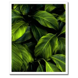 plakaty-w-ramie-40x50-piekne-zielone-liscie