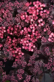 rozchodnik-ogrodowy-globe-purple-sedum-hybridum