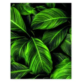 plakaty-40x50-zielone-liscie