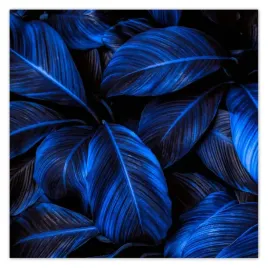plakaty-50x50-niebieskie-liscie