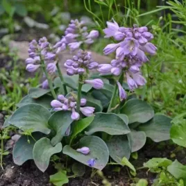 funkia-blue-mouse-ears-miniaturowa-niebiesko-szare-liscie-lawendowe-k