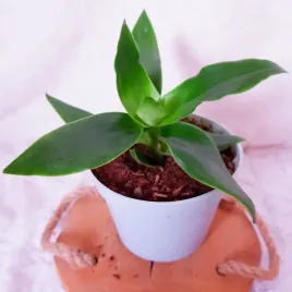 zloty-was-callisia-fragrans-don-13cm