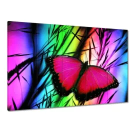 obrazy-225x160-motyl