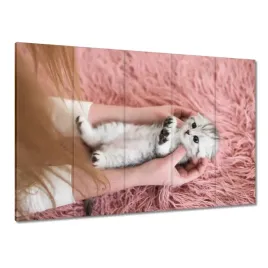obrazy-225x160-kot-kotek-kotki-koty