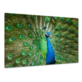 obrazy-225x160-paw-w-okresie-godowym