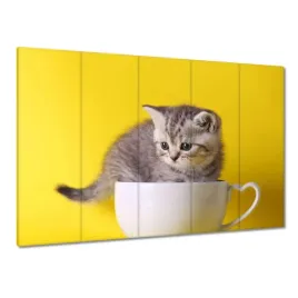 obrazy-225x160-kot-kotek-koty-kicia