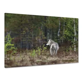 obrazy-225x160-wilk-wilki-wolf