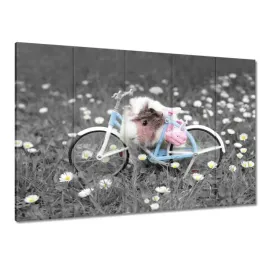 obrazy-225x160-swinka-morska-z-rowerkiem