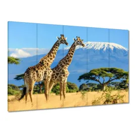 obrazy-225x160-zyrafy-na-safari