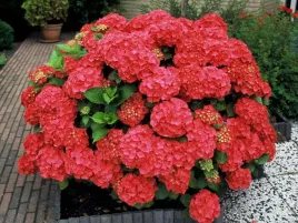 duze-czerwone-kule-bajeczna-hortensja-red-baron