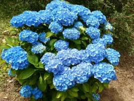 mrozoodporna-niebieska-hortensja-nikko-blue