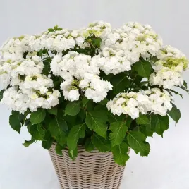 cudowna-nowa-hortensja-doppio-bianco-podwojne-biale-platki