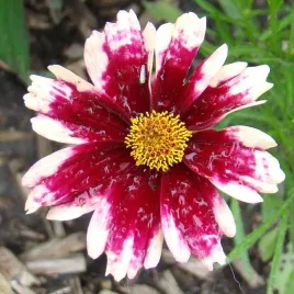 piekny-bialo-czerwony-nachylek-ruby-frost-gesta-duza-sadzonka