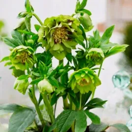 kwitnie-zima-zielony-ciemiernik-double-ellen-green-duza-sadzonka