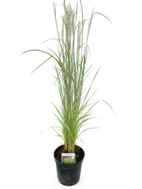trzcinnik-ostrokwiatowy-calamagrostis-acutiflora-overdam-c25