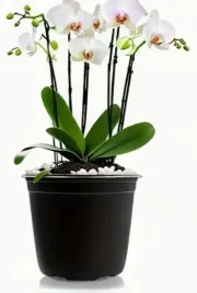 doniczka-produkcyjna-fi-10-cm-czarna-do-rozsady-85-cm-cienka