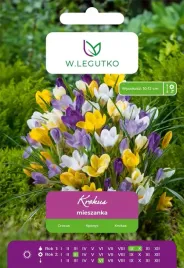 krokus-chrysanthus-mieszanka-kolorow-cebulki-kwiatowe-7-szt
