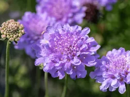 drakiew-golebia-flutter-deep-blue-fioletowe-kwiaty-sadzonka-p9