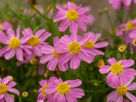 nachylek-american-dream-rozowe-drobne-kwiaty-bylina-do-ogrodu-sadzonka-p9