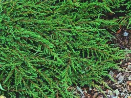 jalowiec-plozacy-green-carpet-zwarty-okrywowy-p9