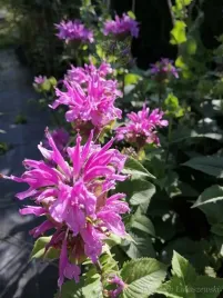 pysznoglowka-ogrodowa-bee-pretty-monarda-bylina-miododajna-sadzonka