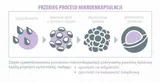 probiobalance-man-balance-aliness-30-kapsulek-postac-kapsulki-liczba-sztuk-30