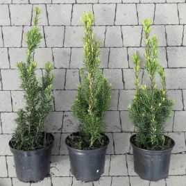 cis-posredni-hicksii-taxus-media-hicksii-w-donicy-2l-kolumnowy