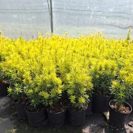 cis-david-taxus-baccata-david-zolty-w-donicy-p9-kolumnowy