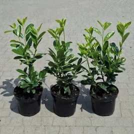 laurowisnia-wschodnia-bonaparte-w-donicy-4l-c4-prunus-wielopedowa